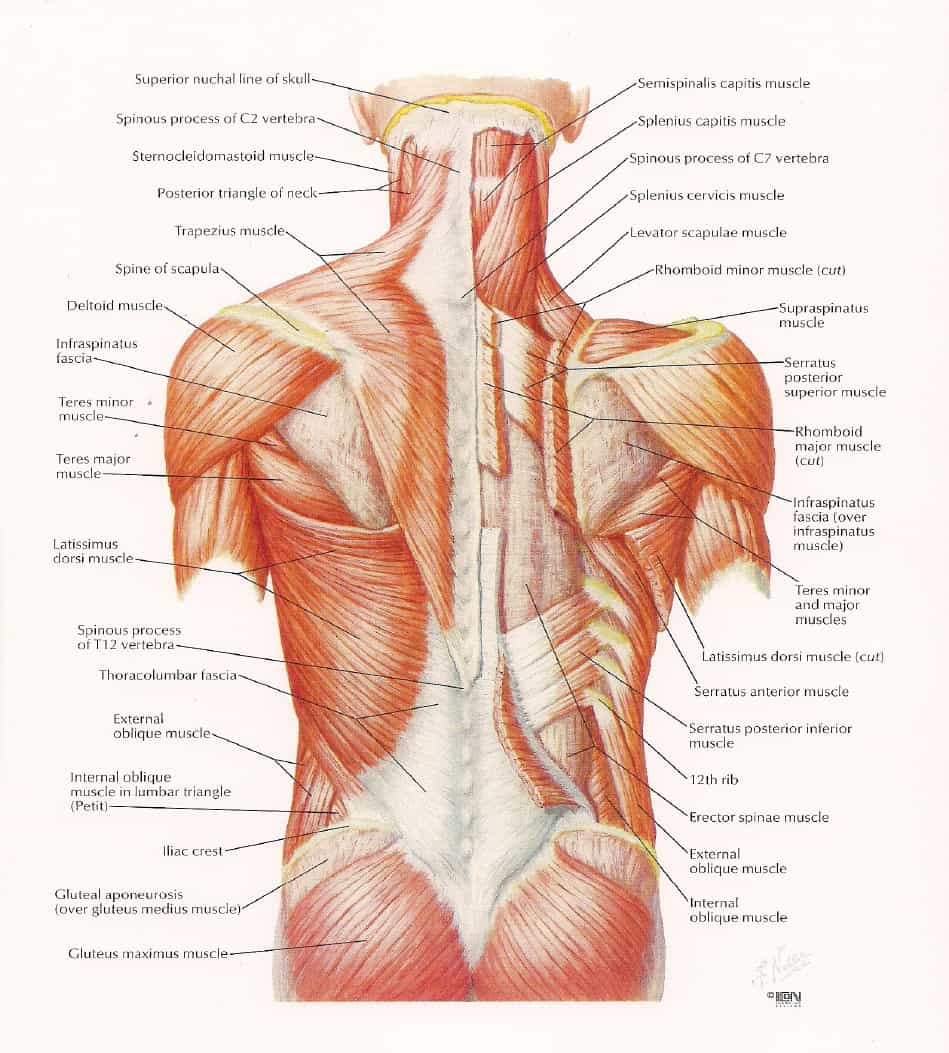 lumbar-spine-muscle-anatomy